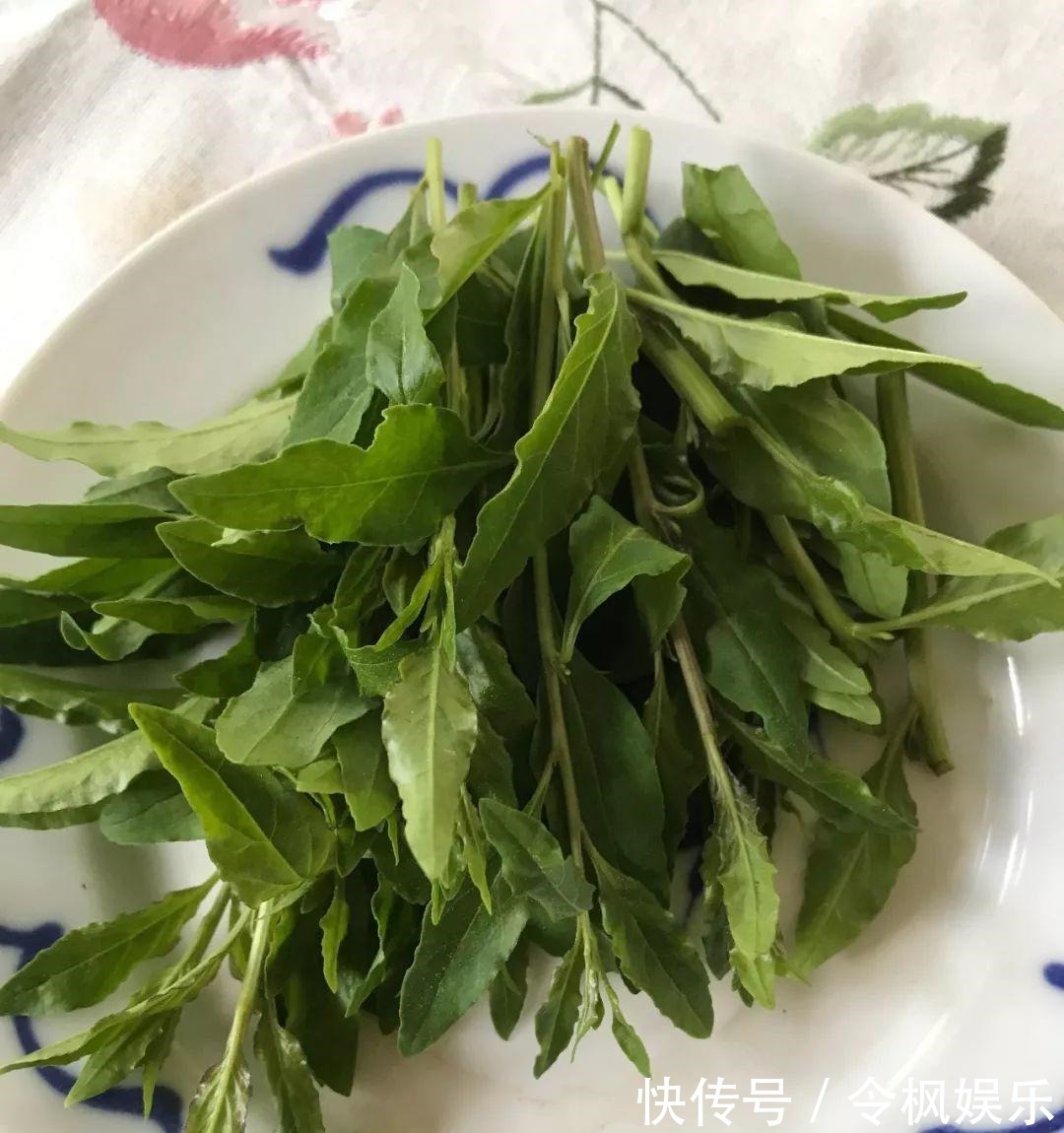 老中医最爱的8种花,一盆堪比小药箱,摘片叶子就能泡水喝!