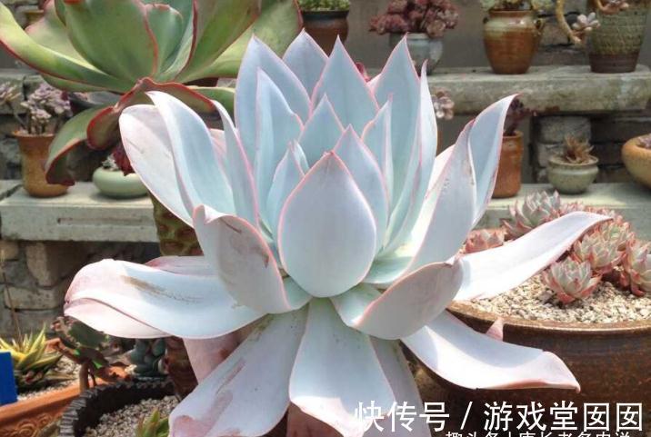 人间清暑殿，天上广寒宫——既仙又飒的广寒宫乃必养的多肉之一