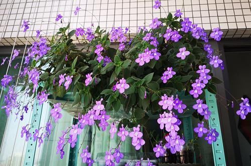 花盆里开出小“海豚”花,耐阴好养,有点散光就能花开2季