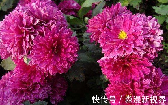 菊花|喜欢养菊，不如养盆“欧洲小米菊”水晶紫，姹紫嫣红，室内盆栽养