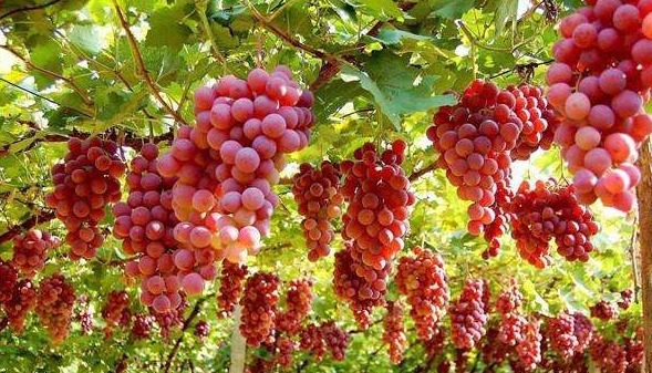 光泽|女性过了40岁,皱纹爬满脸不妨常吃4种水果,美容养颜抗衰老