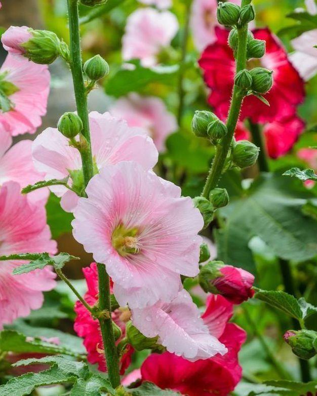 美女|几款小花,便宜又好养,花开香飘溢满屋,超温馨的