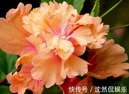 养花|新手养花，不如养盆花中精品“黑魔术玫瑰”，妩媚动人，观赏性高