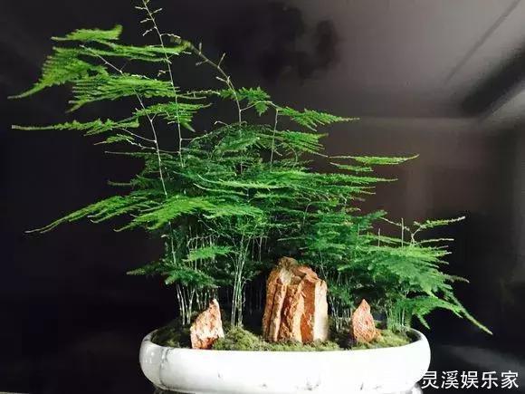 植株|张大爷家文竹养6年，长到1米5，变成粗壮、翠绿盆栽，年年开花