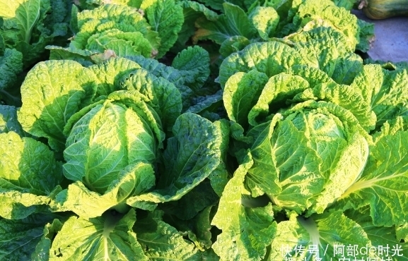 蔬菜|堅(jiān)持一周吃幾次此蔬菜,寬腸通便、養(yǎng)顏?zhàn)o(hù)膚、還能補(bǔ)鈣,不妨試試