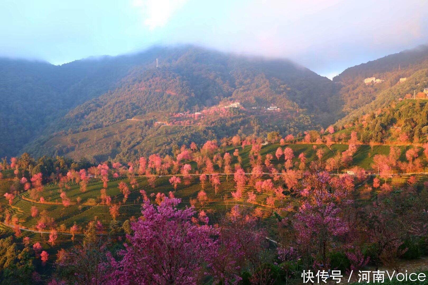 门票|云南最美的冬天又来了，大理无量山的冬樱花即将盛开，景美无门票