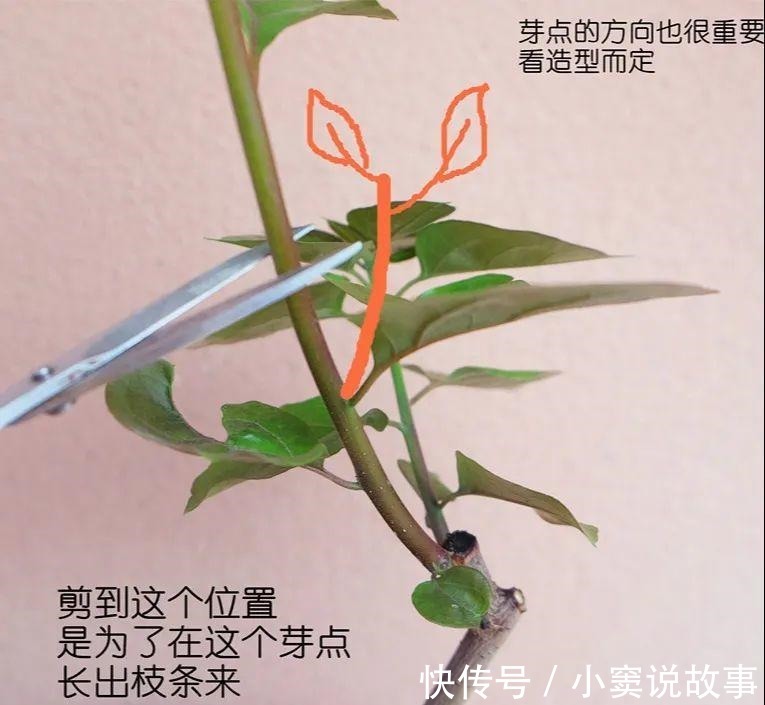 金枝玉叶不能长太高,越矮越值钱,一长高就砍!