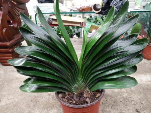 救回来|君子兰烂根“快死了”,别着急扔,一招就能救回来