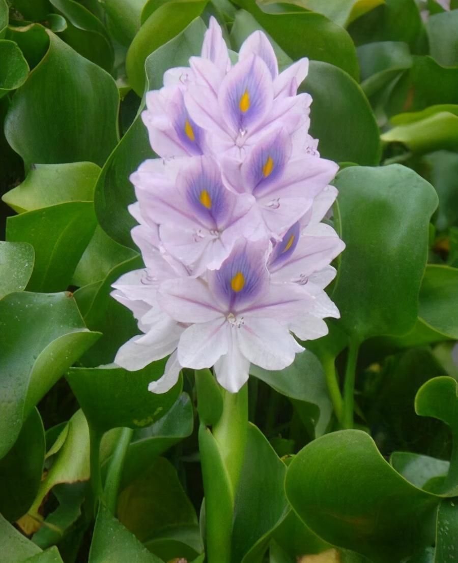 速度|凤眼莲就是水葫芦,开出蓝紫色的花,繁殖速度很快
