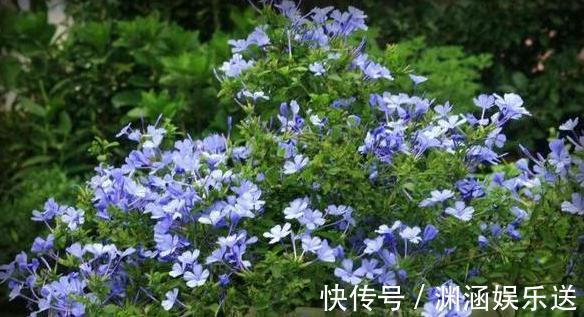 天热阳台该种植什么花15种''抗晒''植物,盆栽赏花不犯愁