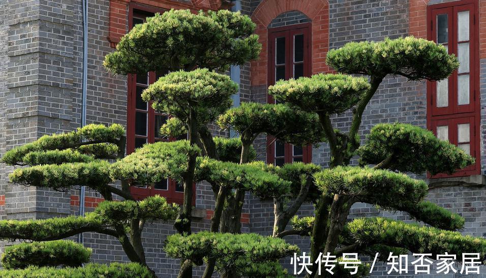 叶片|不注意这些细节,罗汉松越养越丑,养罗汉松必学的常识