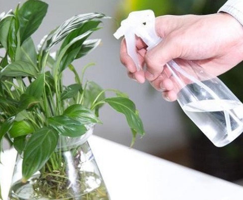 植物|花店老板打死都不愿意说的秘密养花草怎么防治烂根黄叶