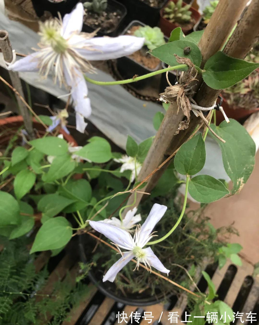 养花不会施肥，花又小又弱，17种花卉的施肥方法，赶紧收藏