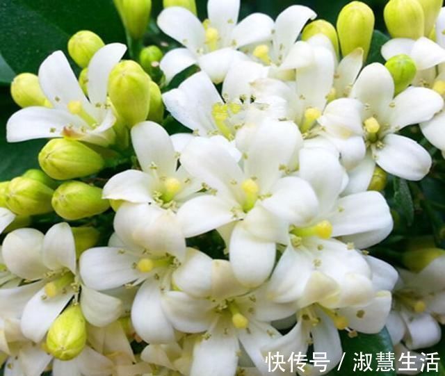 九里香盆景|此花第一香,浇水就疯长,花开200天不落地,养不死