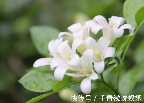 临近夏天蚊虫变多了,这3种花香蚊虫最怕,一家老小都能安心度夏