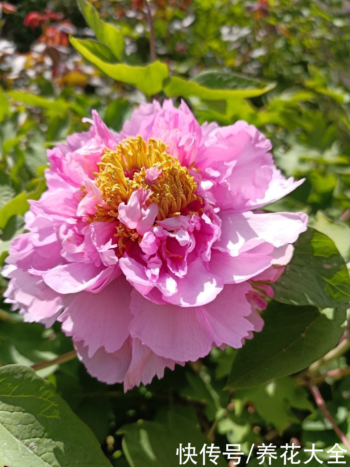 80种常见花，花谱整理好了，以后识花不求人