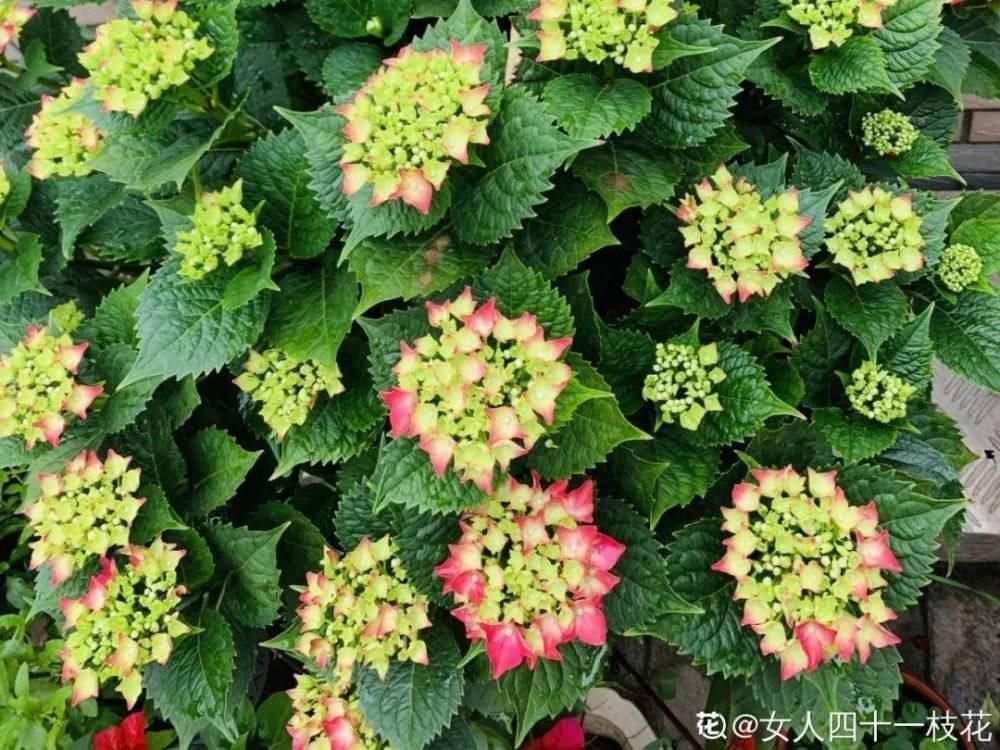 休眠|9种花,必须低温春化,冻满1个月以上才行!