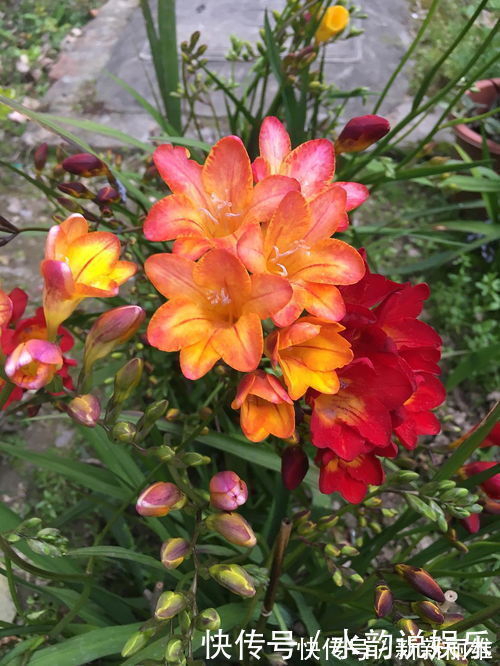 清幽|此花花香清幽似兰,花色纯白如雪,常用于沐浴乳的原料之一