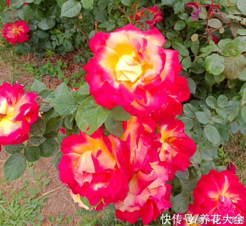 多肉|养花8年，总结出6个“坑”，早看早避开