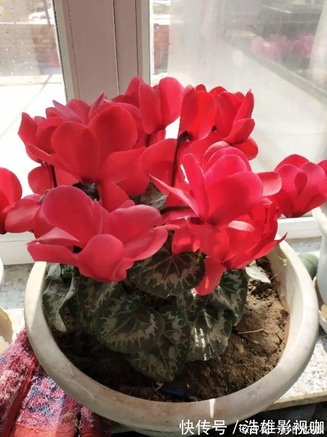 叶子|君子兰千万别喷水，一喷水就烂叶，3天就要死翘翘！