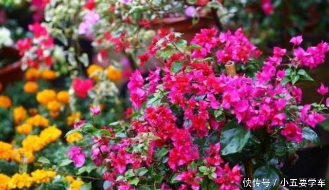 家里养的三角梅,花后给它做好4件事,用不了多久就能再次开花!