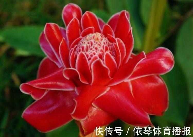 这些小植物,家里随便养一盆,花美色艳,花苞芳香怡人,观赏性强