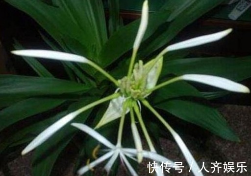 家里不能养的几种花，只放一盆，都会影响家人身体健康，了解一下