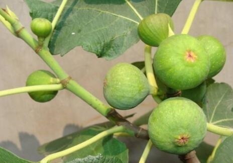 栽种|无花果、百香果可以在家种,2年养成大盆栽,一棵结果4、5斤