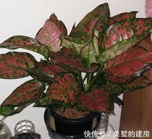 栽植|花叶如意的栽植和养护方法，你学会了吗