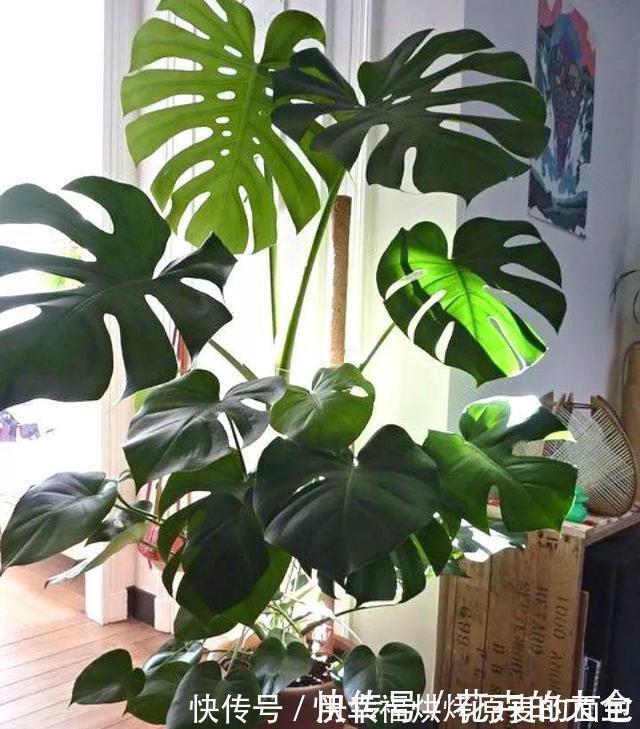 净化|此7种健康花，养家里空气清新病菌少，看看你家有吗