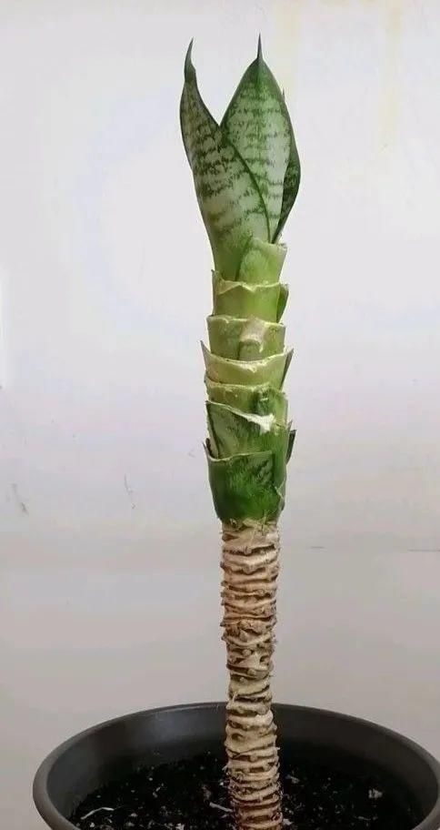 虎皮兰,红掌,吊兰养成老桩,变成大树,真壮观