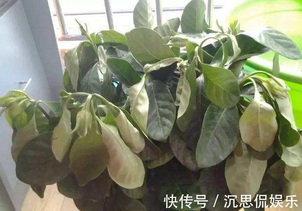 步骤|养花不活，其实是“1个步骤”没做好，若会正确方法，养啥都爆盆