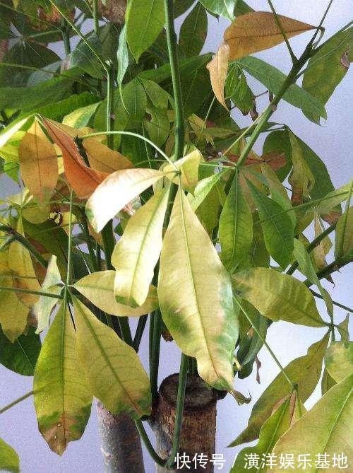 养花|2种“霉运花”不要养家里,虽说无伤大雅,却安全“隐患”多