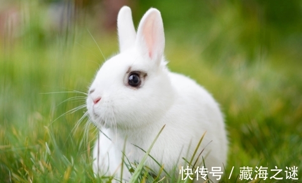 属兔|生肖兔生在哪个月份，家庭安康，事业顺畅，生活随心，生意兴隆