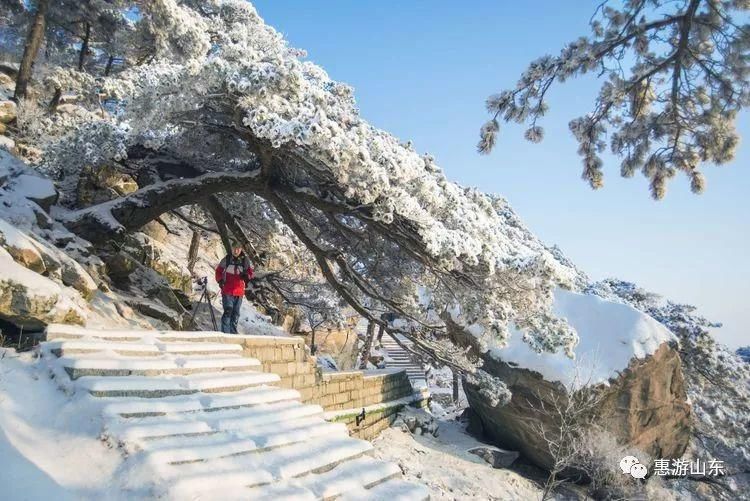 泰山银装素裹后石坞，雪松玉树赛仙境！