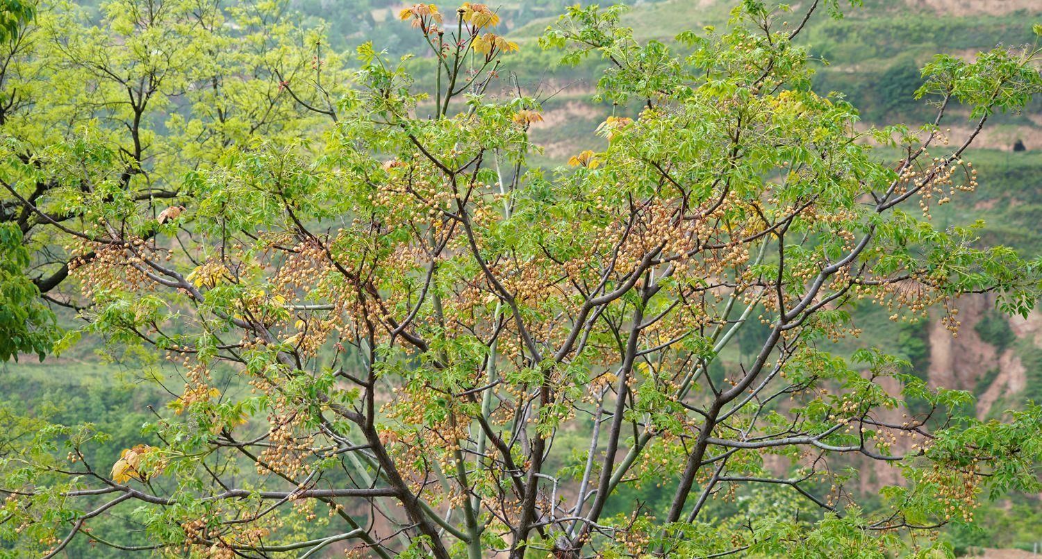 小道|河南大山密林发现世外桃源，2户人家生活在此过百年，啥情况