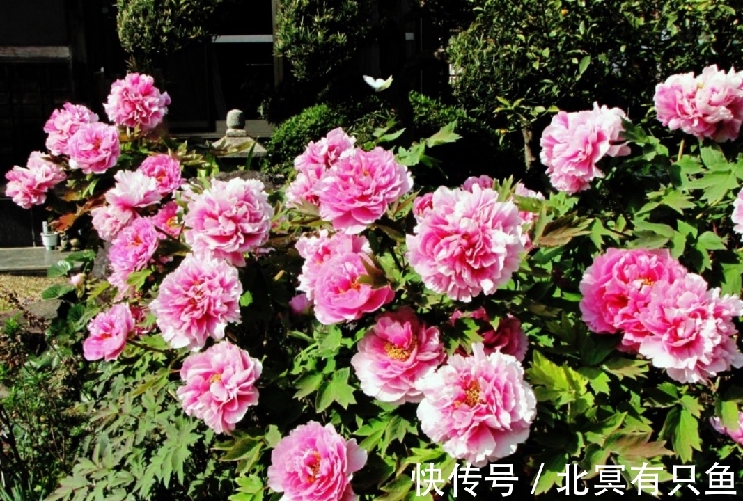 金牛座|1月,繁花盛开,不惧未来,3星座旧爱回头,寻回挚爱