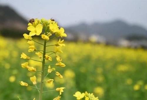 老年|2021开化第一波油菜花盛开啦！赏花约起～