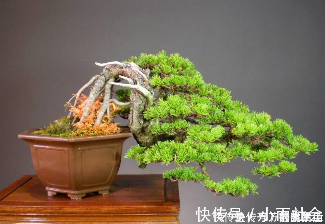 盆栽花都怕“碱性”,养花学会2个技巧,土壤呈酸性,叶绿开花多