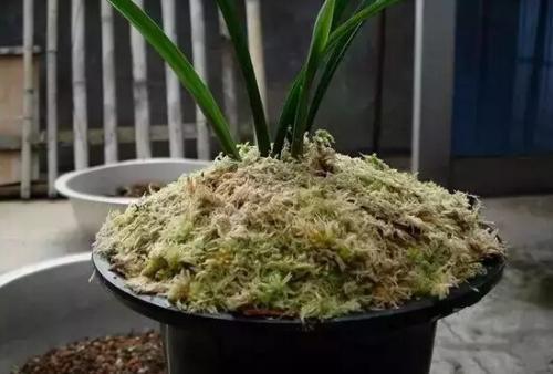 任何生根剂都没“它‘强,花盆里放一点,3-5天长出大白根