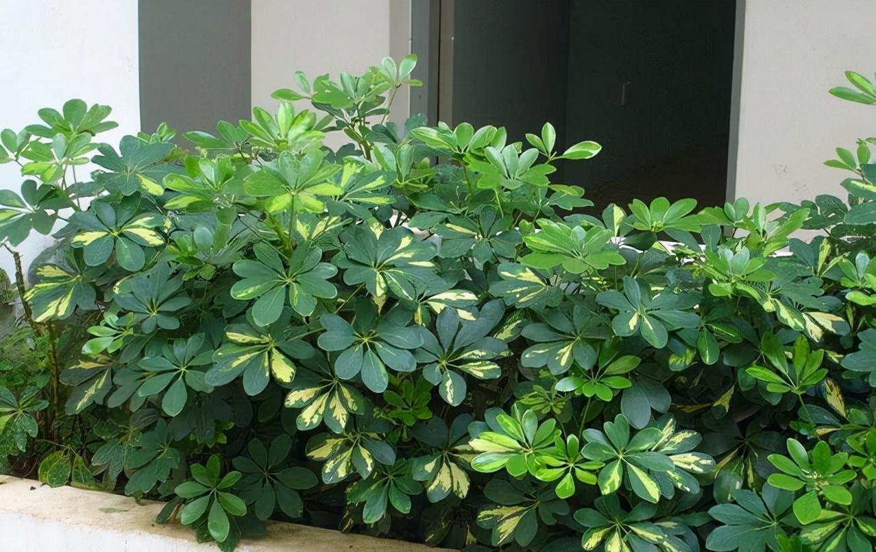 5种必养之花,远离甲醛保持健康,养100盆都不嫌多