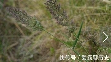 地肤|农村常见的野草,牛都不吃,是老中医用来治疗“关节痛”的良药