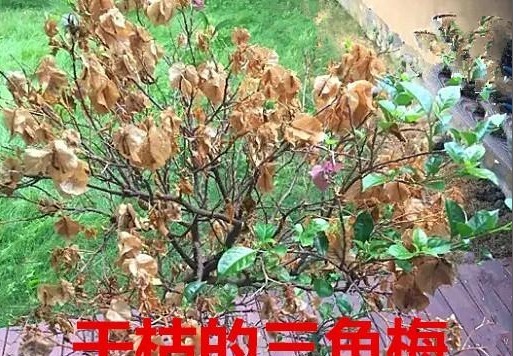 三角梅控水促花真有必要吗别再“折腾”了,做好三点是关键