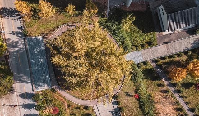 秦岭深处这棵千年银杏，不用预约，不输古观音禅寺