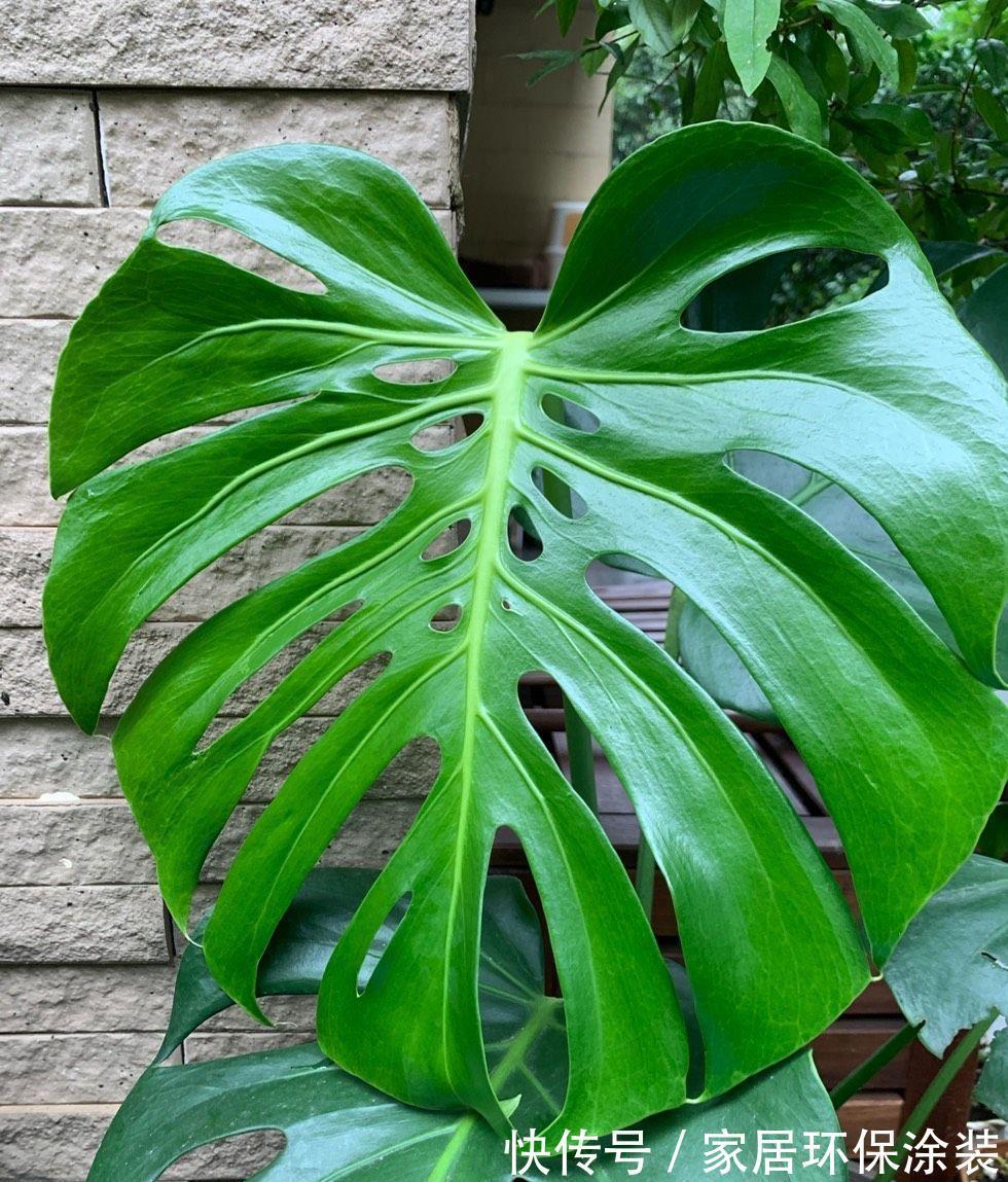 叶片|龟背竹有3个喜好,满足它,叶片更肥大,油绿发亮美观大气