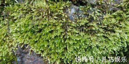 盆土干的太快弄点东西放上,好多天不用浇水!