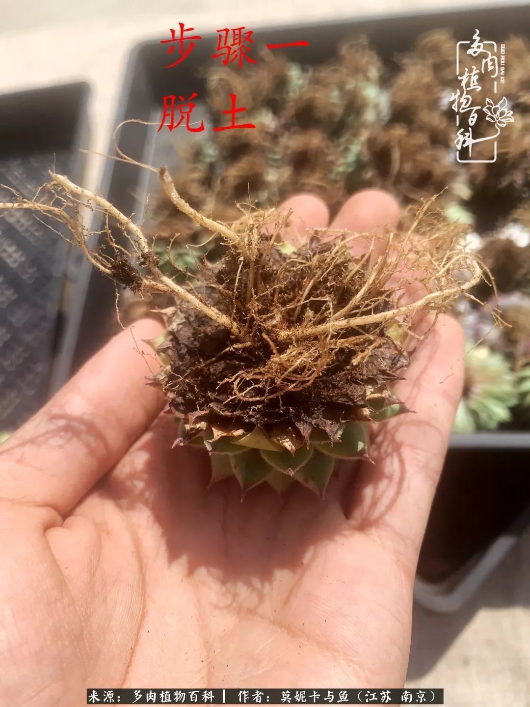 这多肉拼盘这么仙！如何制作达人手把手教你制作长生草拼盘！