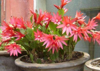 “1种小药片”比什么黄豆水、柳枝水强100倍，养啥都“可以”，牛