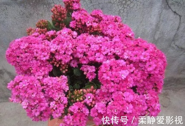 长寿花不长花苞怎么办,用点小技巧,花苞蹭蹭的冒