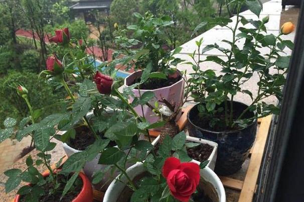 生根|此5种花,花期长又好养,扦插就生根,夏天也一个劲儿的开花